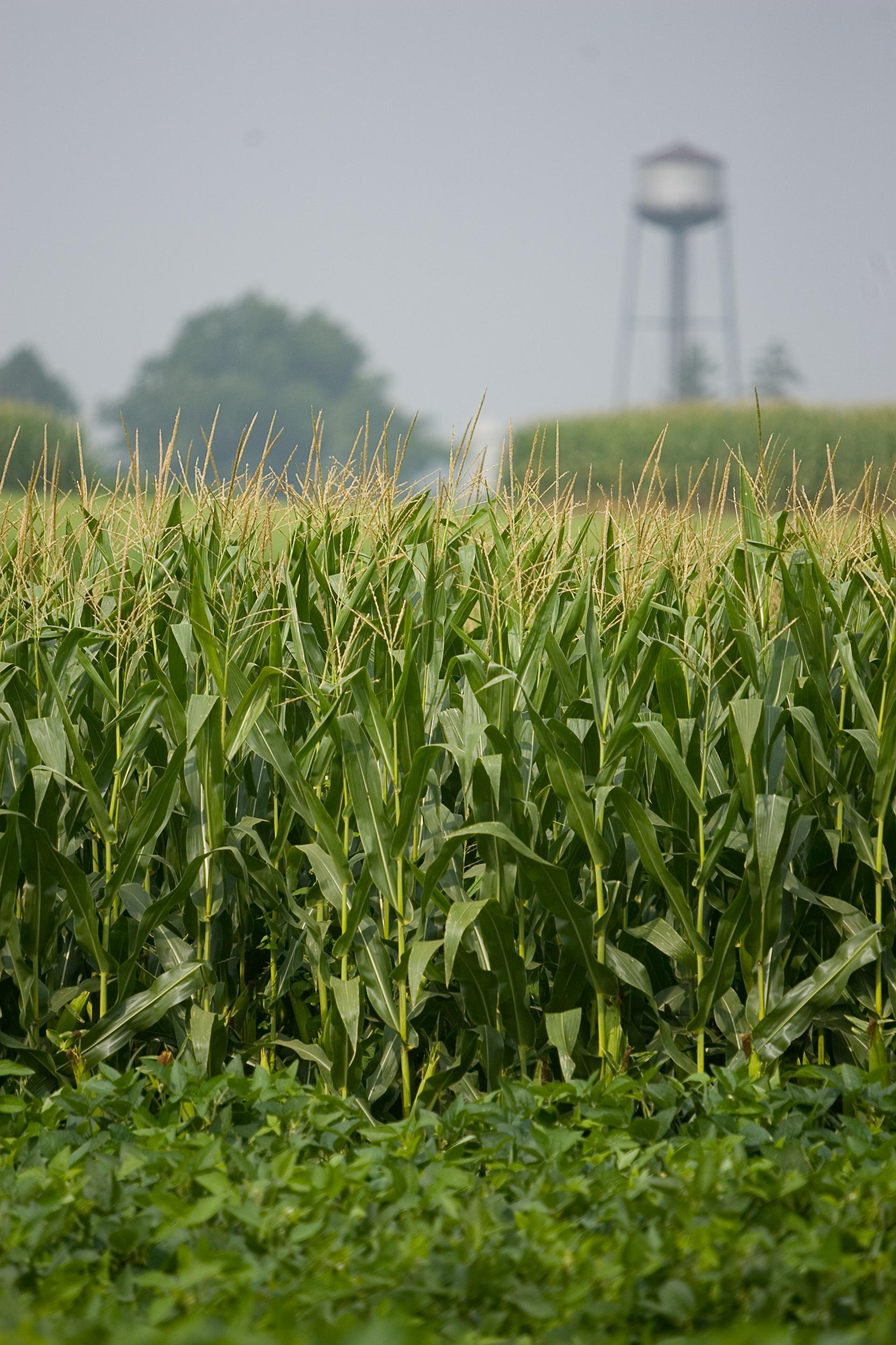 North Farm corn