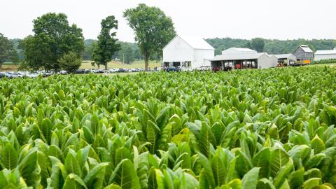 A field of Burley Tobacco