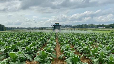 A tractor spraying a field of tobacco