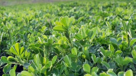 Alfalfa grows in a field