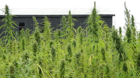 Hemp production in Kentucky