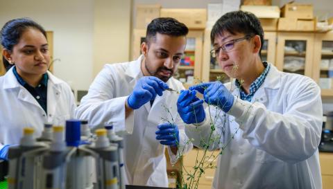 Professor Tomokazu Kawashima conducts Arabidopsis Sperm Cell research in his lab.