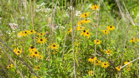 Pollinator gardens at the Shelby County Welcome Center