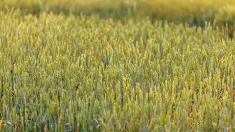 2024 Wheat Science Field Day at the UK Research and Education Center farm in Princeton, Ky.